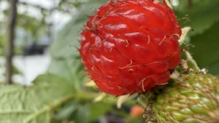 レッドドリーム