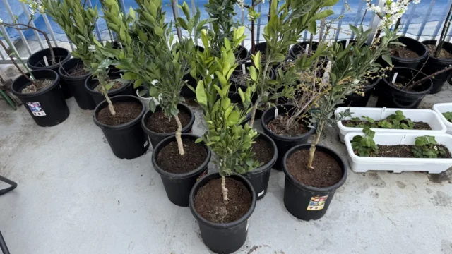 orange_tree_fruit_20260415_005