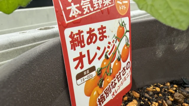 純あま